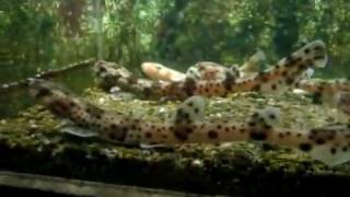 Catsharks and their babys  Katzenhaibecken  Aquazoo 4648 [upl. by Rouvin]