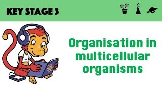 Organisation in multicellular systems [upl. by Ecyt949]