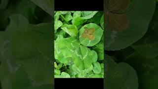 CLOVERphoto collection 79Fiveleaf clover with one coneshaped leaf [upl. by Harris49]