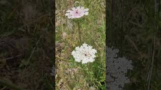 La Carotte Sauvage  Plante Médicinale et Comestible  Wild Carrot Medicinal and Edible Plant [upl. by Redmund]