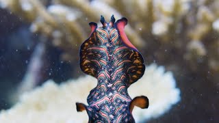 Meet the PenisFencing Flatworm  The Mating Game  BBC Earth [upl. by Nivag232]