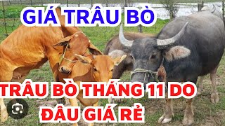 Giá trâu  giá bò  giá heo ngày 13112024Bản Tin Nhà Nông [upl. by Yssac]