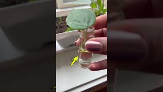 How To Propagate Plants 🌱 propagation howtopropagate [upl. by Nomyad]