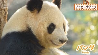 動物 写真 クイズ★赤ちゃん・子供向けアニメ★パンダ・ゾウ・キリン★赤ちゃんが喜ぶ動画★Animal animation for kids [upl. by Lossa]