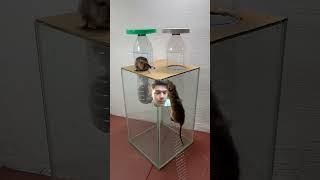 bucketmousetrap mousetrap mouse rattrap pets copyrightfree greenscreen shorts trending [upl. by Zehcnas898]