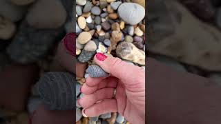 fossilhunting on the beach and I found a section of crinoid sea coast [upl. by Ehr306]