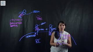 Proceso de translocación de proteínas al retículo endoplasmático [upl. by Anauqahs]