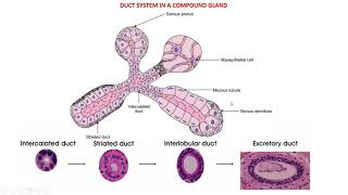 Glandular tissue  Histology Salivary glands Parotid submandibular amp sublingual [upl. by Sontich]