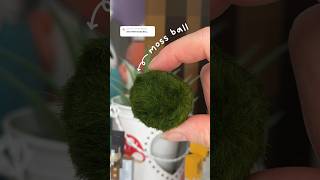 I got another pet MOSS ball 🪴 [upl. by Griffie]