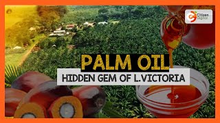 BIDCO Africa embarks on a project that will see Kenya start palm oil production [upl. by Matias896]