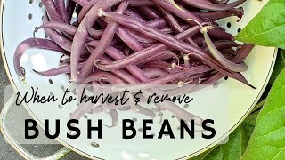 When to Harvest and Remove Bush Beans [upl. by Gussi]