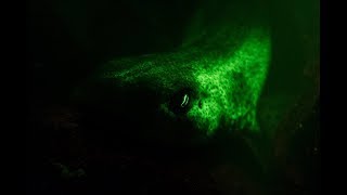 Underwater Fluorescence  Catsharks Loch Fyne Scotland 100318 [upl. by Yrevi121]