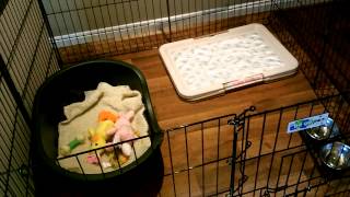 Puppy Playpen for 4 week old Mini Aussies Rest time [upl. by Kristianson]