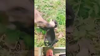 Otter Tries To Hunt A Baby warthog 😱  Animals Funny Video  shorts youtubeshorts [upl. by Lesli]