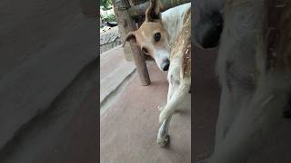 Dogs ko injection se kese bachaye 🐶minivlog shorts dog doglover animals villagelife [upl. by Anait805]