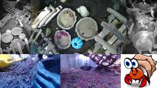 Time Lapse of Hermit Crab Live Stream October 10th  October 11th 2024 60x [upl. by Seugirdor]