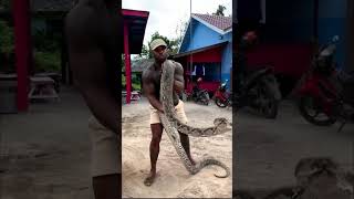 Man Narrowly Escapes Snake Bite 🐍😱 youtubeshorts [upl. by Bovill]