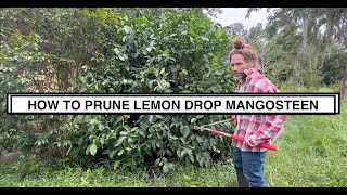 How I Prune Lemon Drop Mangosteen Garcinia brasiliensis Before a Hurricane or Freeze Farming [upl. by Imij]