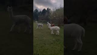 More Alpaka fun alpaca cute alpacalove alpacalife denmark alpacaworld [upl. by Tawsha]