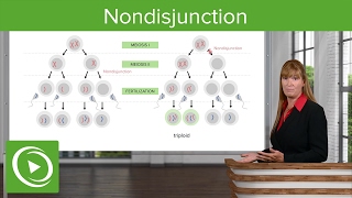 Nondisjunction Chromosomal Disorders amp Aneuploidies – Medical Genetics  Lecturio [upl. by Giddings507]