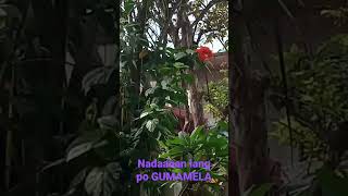 SHORTS NAGANDAHAN AKO SA MALAKING GUMAMELA pilapilmixvlog moreblessings moreflowers [upl. by Rebeh]