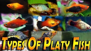 Types Of Platy Fish Varieties of Platy Fish Xiphophorus [upl. by Eserrehs372]