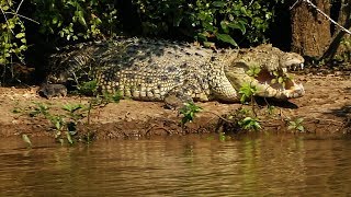 Giant Crocodile in Bhitarkanika Odisha in eastern India [upl. by Nyladnor]