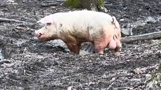 A spotted boar a shot in the snow and a pistolwhipping takedown  Spartan Hunting Preserve [upl. by Gillett555]