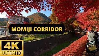 LAKE KAWAGUCHI JAPAN 🇯🇵 4K Momiji Kairo — Maple Corridor — Autumn Leaves Festival [upl. by Abramson]