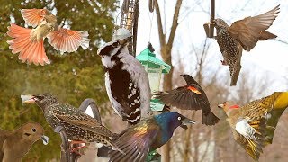 12 Espèces dOiseaux Saluent Le Printemps  Cris et Chants dOiseaux  Aventure Oiseaux Nature [upl. by Yaf285]