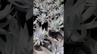 Una de mis favorita😍🥰 dudleya suculentas plantas jardin shortvideo vivero [upl. by Nary121]