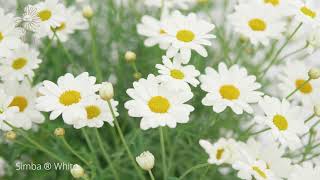 Simba White Argyranthemum [upl. by Tnattirb970]