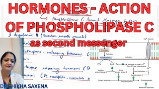 Hormones Action of Phospholipase C as second messenger [upl. by Saimon]