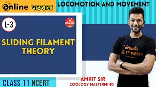 Sliding filament theory  locomotion and movement Lecture 3  Class 11 Biology Chapter 20 [upl. by Annayek]