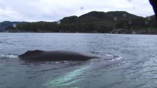 Close Encounters with Humpback Whales in Alaska [upl. by Ennelram264]