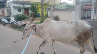 Hallikar cow 6 Month Pregnant  For Sale [upl. by Anauj]