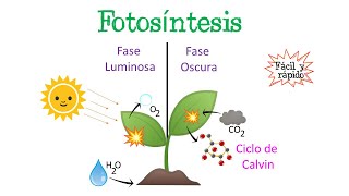 🌿Fotosíntesis  Fase Luminosa y Oscura  Ciclo de Calvin🌞 Fácil y Rápido  BIOLOGÍA [upl. by Otero]