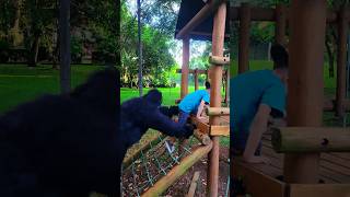 O ATAQUE DO GONG 2😱🦍😭🌈🚀funny funnymoments funnyvideo comedy alone mood gorilla fear like [upl. by Leeland]