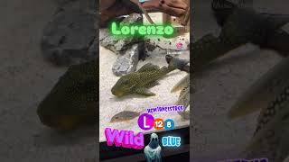 Lorenzo pleco L128 hemiancistrus fantasma azul wild music fish acuarium trending shortvideo [upl. by Datha]