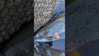 Steelhead fishing freshwaterfishingnovice fishing fishingvideo fish [upl. by Roscoe]