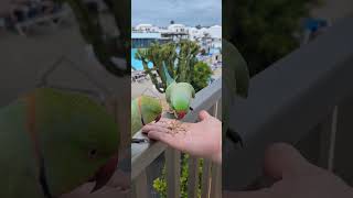 Parrots  Floresta Hotel Lanzarote [upl. by Quackenbush395]