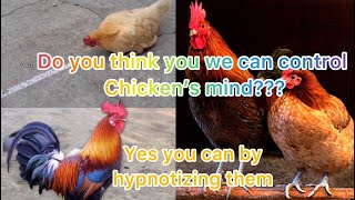 Hypnotizing Chickens 🐓🐓🐓 [upl. by Yenaffit942]