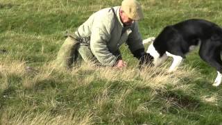 Ferreting in the Yorkshire Dales part 1 [upl. by Anina]