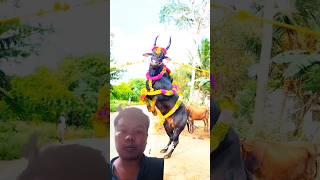 eruthattam kangayam jallikattu cow soundhorse cattlefarm cuteanimal horseridding reklam [upl. by Darius]