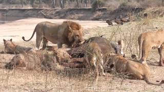 Two male lions fight following buffalo kill [upl. by Gwenneth]