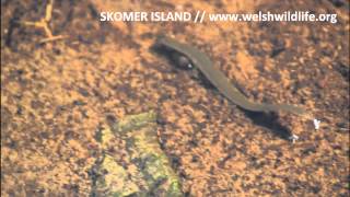 Freshwater Leech  Wonderful swimmers amazing movement Skomer Island Wick Stream [upl. by Anitsirt]