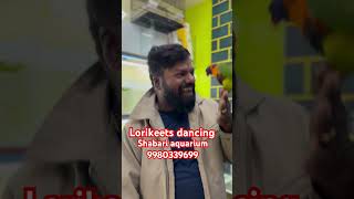 Lorikeets lorikeet lorikeets folk song music telugu tamil birds tamilmusic pets [upl. by Kirad]