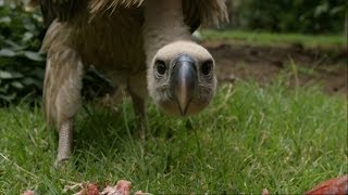 Feeding a Vulture  Vultures Beauty in the Beast  Natural World  BBC Two [upl. by Nifled]