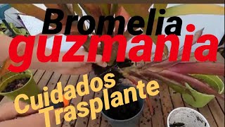 COMO CUIDAR LA BROMELIA GUZMANIA TRASPLANTAR Y SEPARAR SUS BROTES VÁSTAGOS O HIJUELOS [upl. by Yttik446]