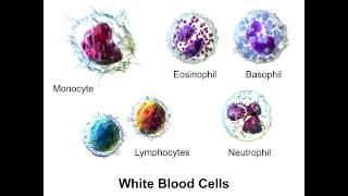 Neutrophils  PolyMorphoNuclear Neutrophils [upl. by Hsevahb]